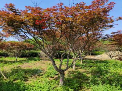 日本红枫：种植与欣赏的艺术_提供苗木报价
