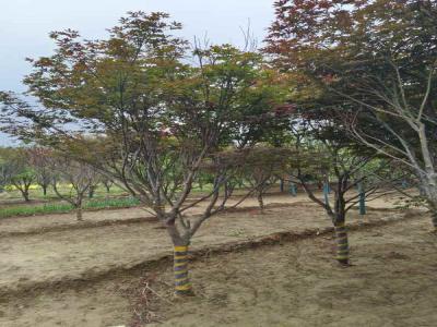 探索日本红枫的种植奥秘_提供苗木报价