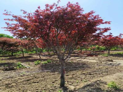 日本红枫种植秘籍：让红叶满园_提供苗木报价