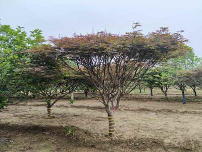 如何成功种植并养护日本红枫_提供苗木报价