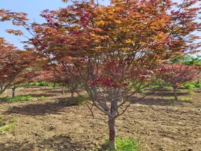 日本红枫：从种植到观赏的完整指南_提供苗木报价