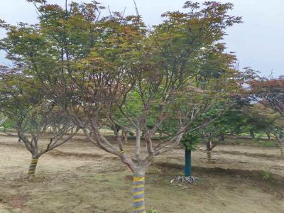 打造秋日美景：日本红枫的种植技巧_提供苗木报价