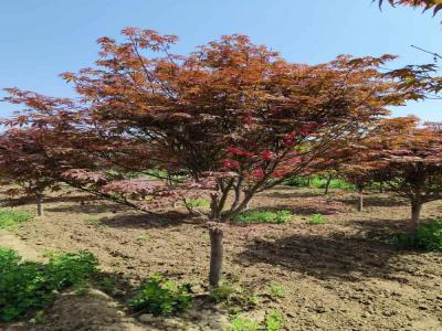日本红枫的种植与养护全攻略_提供苗木报价