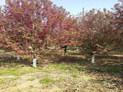 绚丽海棠的种植技术与养护管理_苗木可免费报价