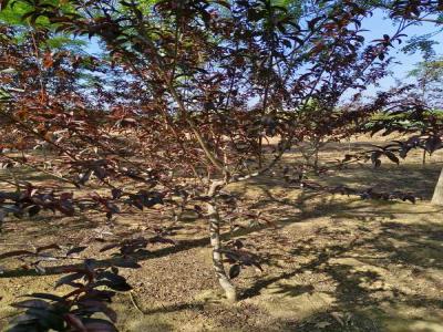 家庭园艺新宠:红叶碧桃的种植与管理及苗木报价