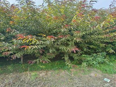 红叶碧桃的种植秘诀:如何让它繁花似锦及苗木报价
