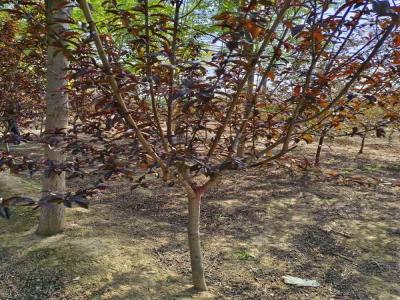 打造美丽庭院：红叶碧桃的种植技巧及苗木报价