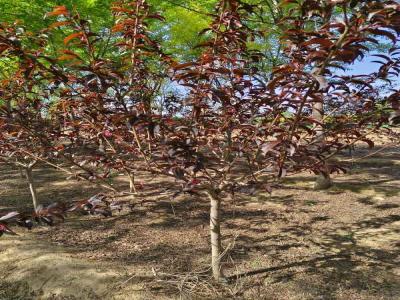 红叶碧桃的种植与养护全攻略及苗木报价