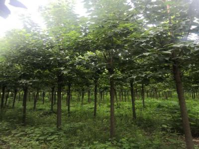 8公分楸树多少钱