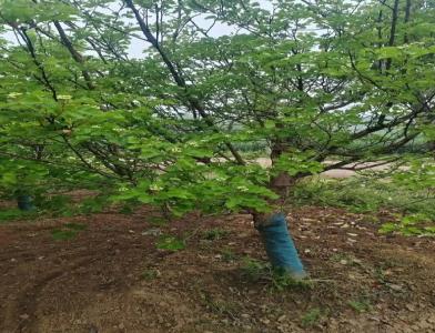 普及12公分垂柳种植需要注意点什么呢！