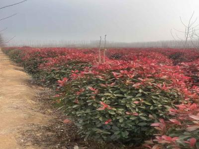 假植红叶石楠球