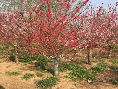 8-12公分容器假植碧桃批发