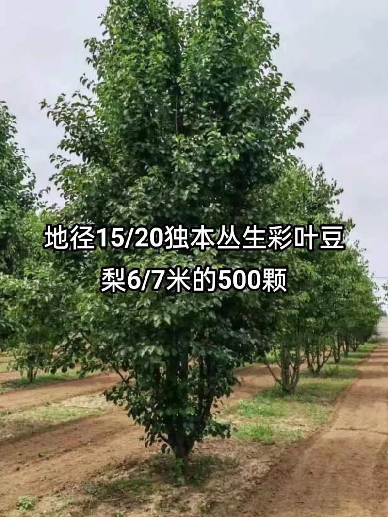 1750404945886025.jpeg