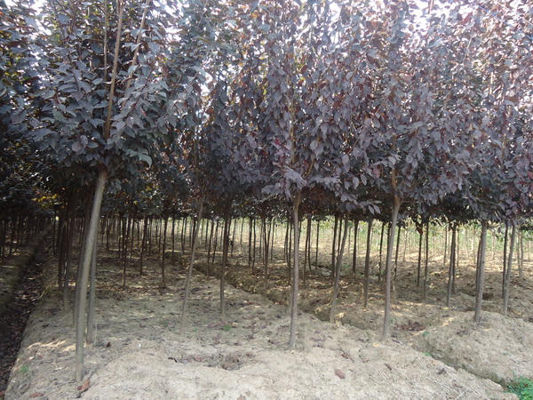 1758503784631442.jpg 49d34a069ee8d3a0e52b4d2014cc23ef.jpg