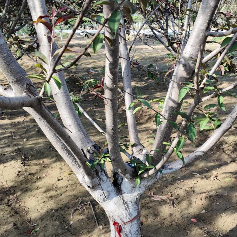 假植红叶碧桃.jpg 假植红叶碧桃.jpg