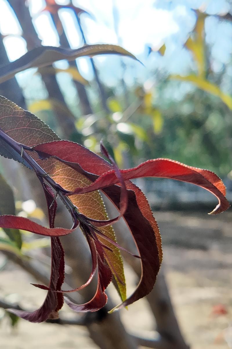 假植红叶碧桃.jpg 假植红叶碧桃.jpg