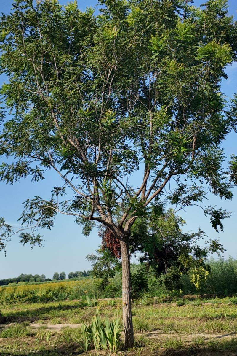 假植栾树.jpg 假植栾树.jpg