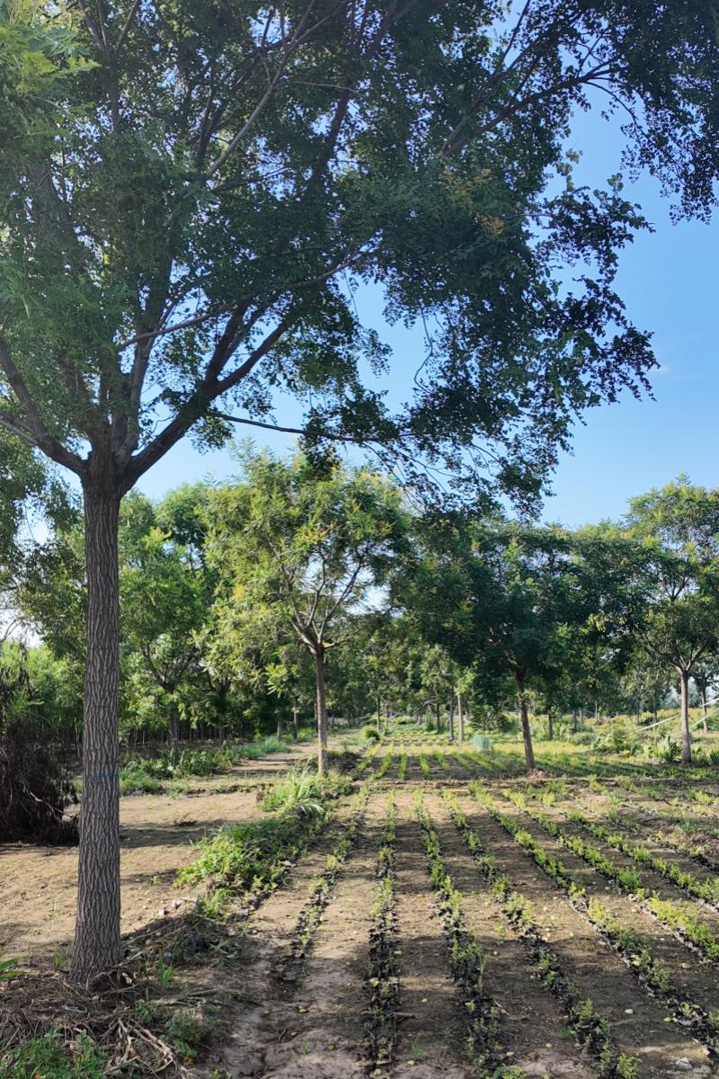 假植栾树.jpg 假植栾树.jpg